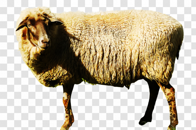 Sheep Sheep Livestock Cow-goat Family Animal Figure Transparent PNG