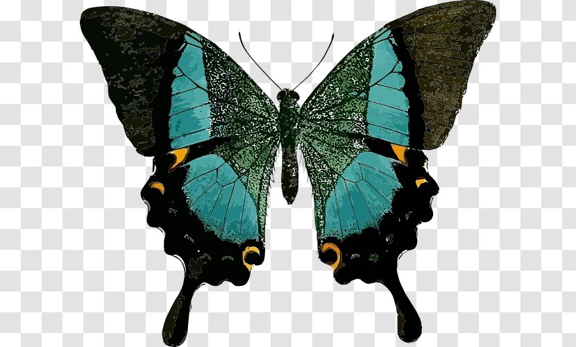 Swallowtail Butterfly Papilio Blumei Palinurus - Kallima Inachus - Blue Transparent PNG
