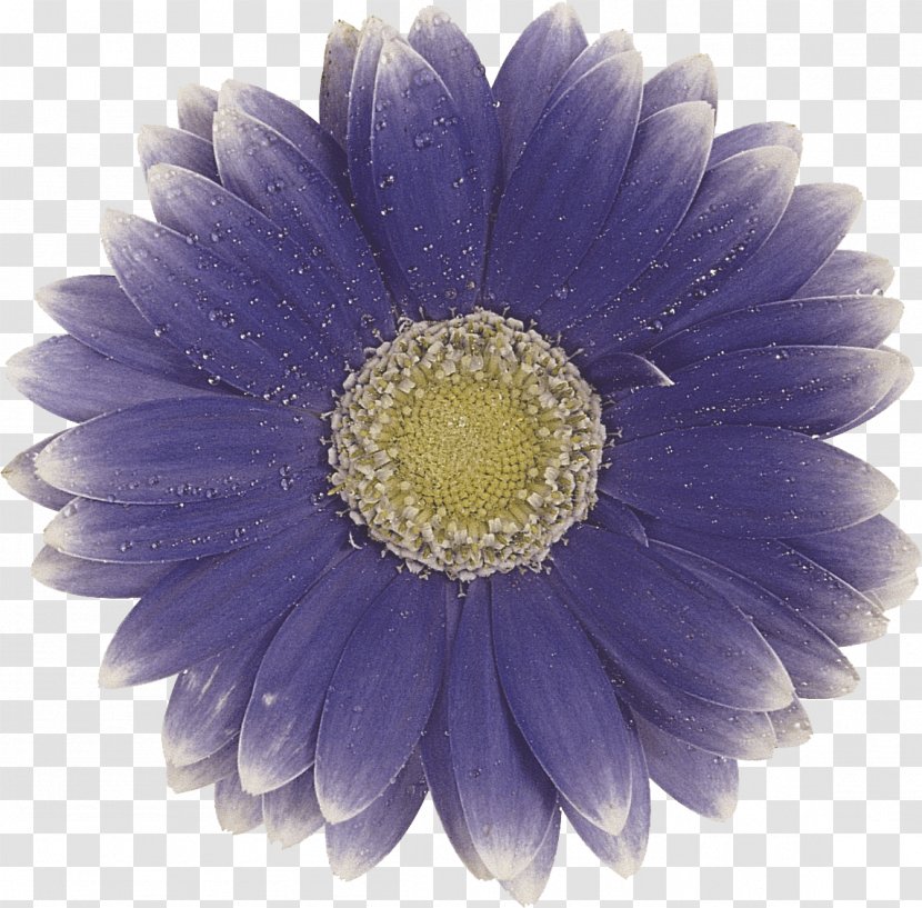 Transvaal Daisy Photography Flower Clip Art - Family - Gerbera Transparent PNG