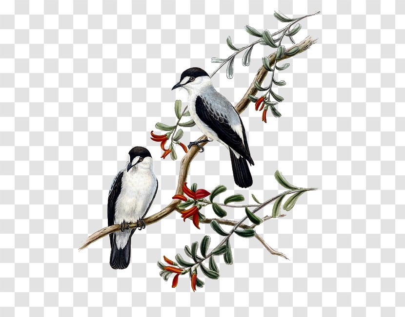 Bird Torrent Flyrobin Illustration Golden-bellied White-eye Scarlet-backed Flowerpecker - Twig - Hayvanlar Transparent PNG