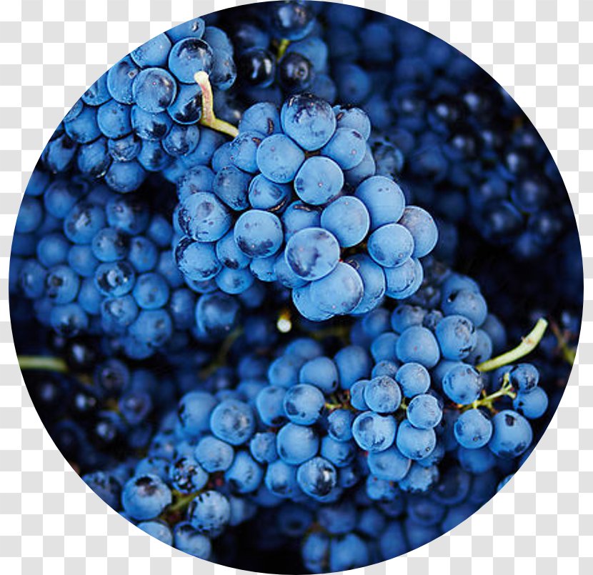 Common Grape Vine Author Wine Zante Currant - Teacher Transparent PNG