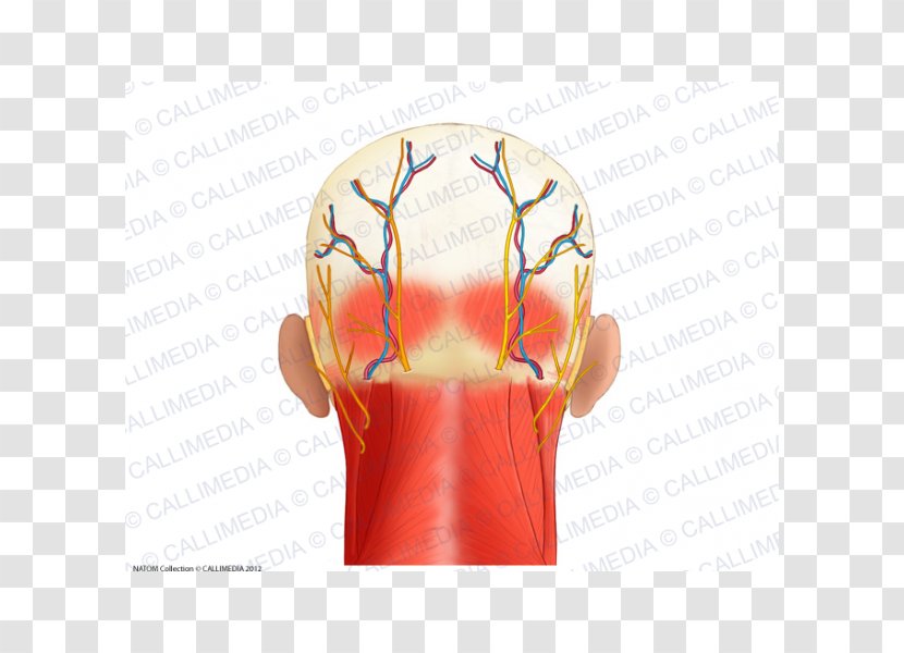 Muscle Head Anatomy Posterior Triangle Of The Neck - Superficial Temporal Nerve Transparent PNG