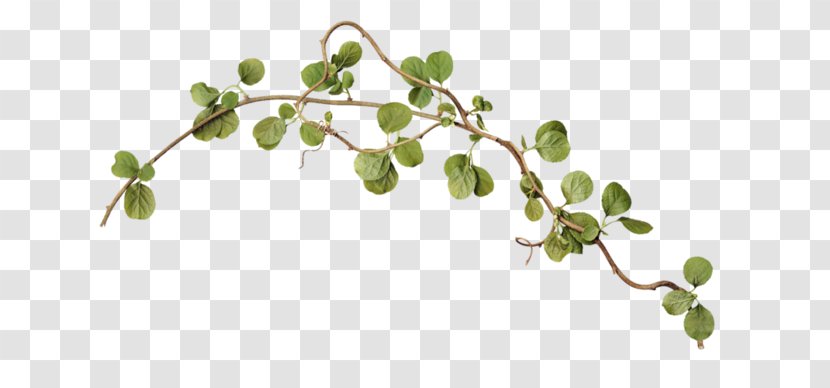 Twig Branch Leaf Clip Art - Green Transparent PNG