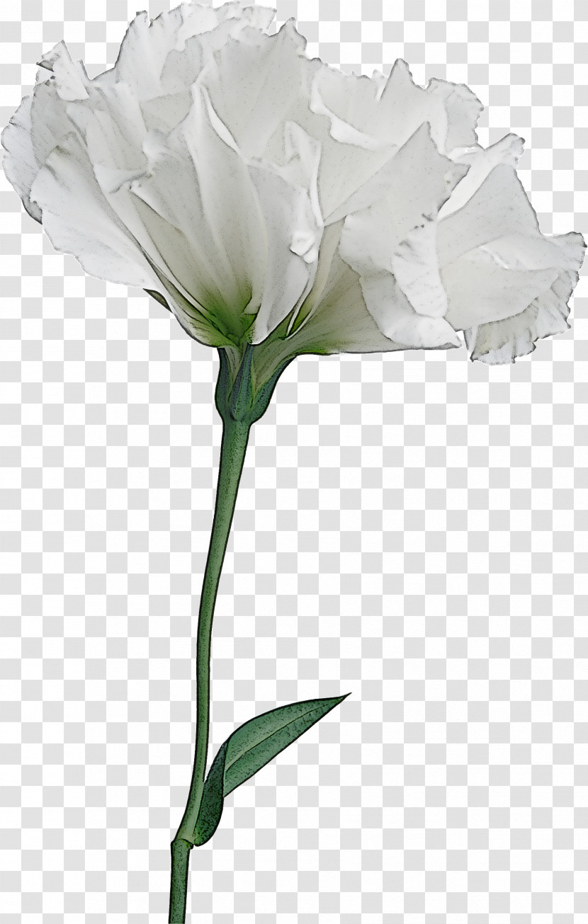 Rose Transparent PNG