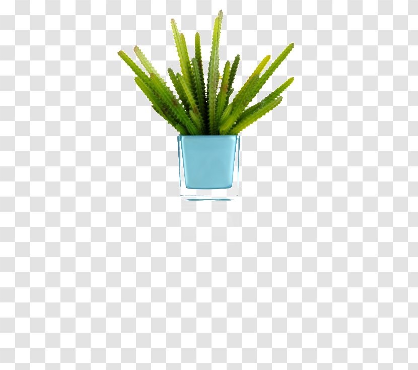 Citroën Cactus M Grasses Flowerpot Plant Stem Aloe Vera - Vase Transparent PNG