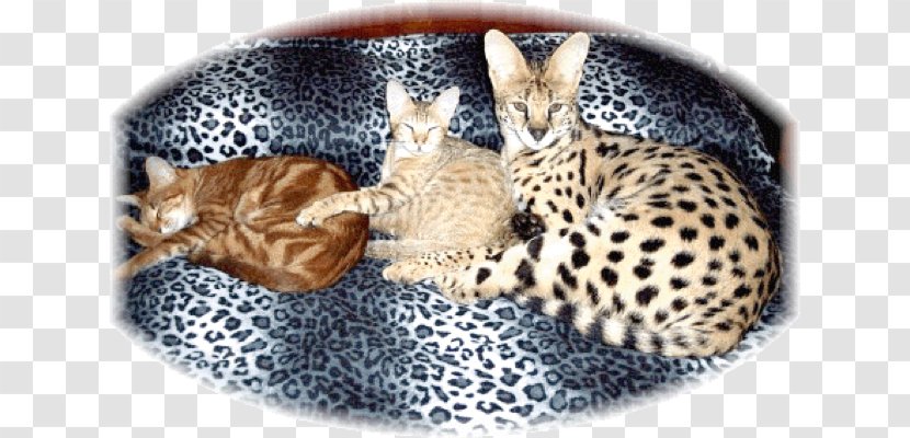 Savannah Cat Bengal Kitten Ocicat Whiskers - Fur Transparent PNG