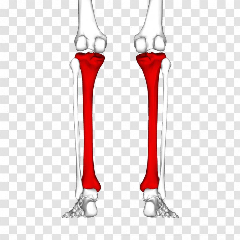 Tibia Human Skeleton Fibula Joint Bone - Appendicular Transparent PNG