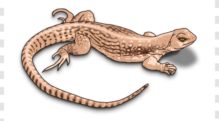 Komodo Dragon Lizard Chameleons Common Iguanas Clip Art - Gecko - Reptile Cliparts Transparent PNG