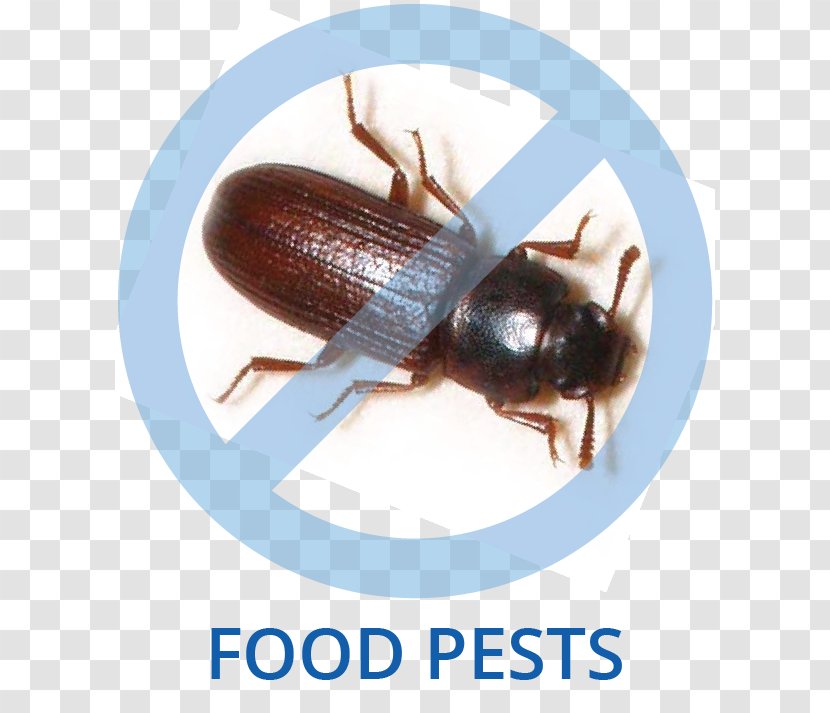 Tricity Pest Control Cockroach Beetle - Arthropod Transparent PNG