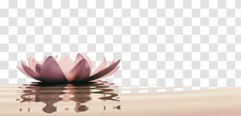 Ascential Acupuncture Cupping Therapy Emotion - Psychological Stress - Lotus Background Transparent PNG