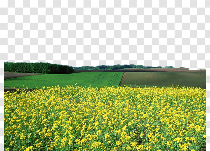 CO-OP Super Market Flower Landscape Rapeseed - Yellow - Canola Field Image Transparent PNG