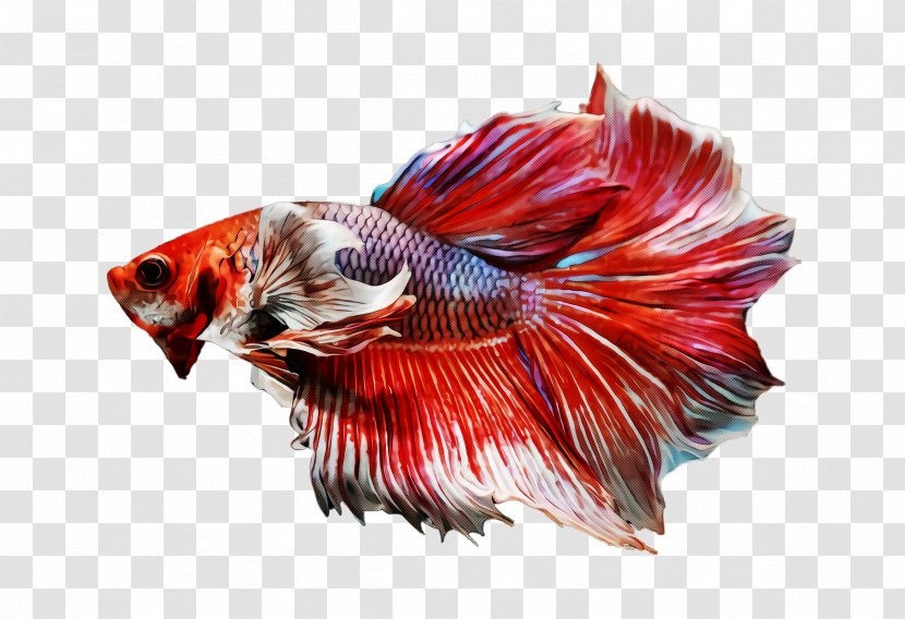 Feather - Fur Tail Transparent PNG