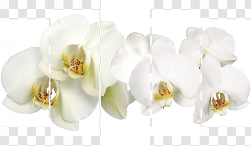 Okna Zapolyar'ya Cut Flowers Moth Orchids - Petal - Orchid Transparent PNG