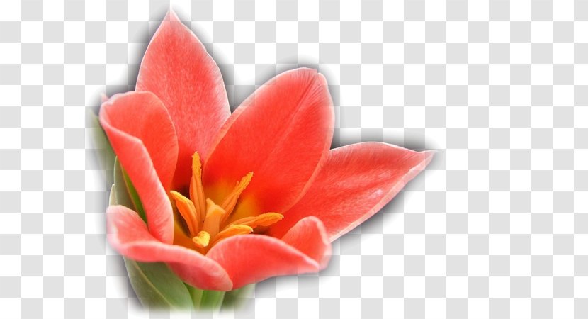 Flower Tulip - Peach - Antique Jewelry Accessories Image Transparent PNG