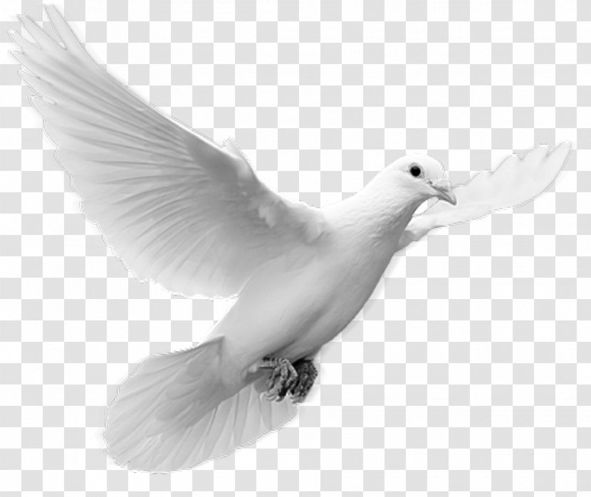 God Calvary Christian Church Feminazi - Worship - Peace Pigeon Transparent PNG