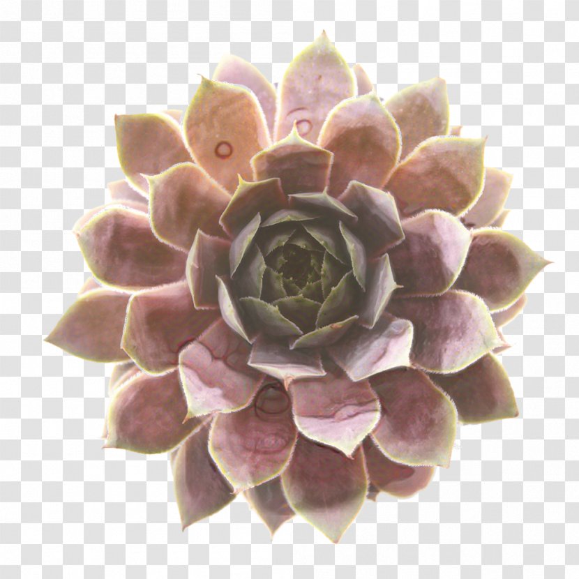 Pink Flower Cartoon - Stonecrop Family - Dahlia Transparent PNG