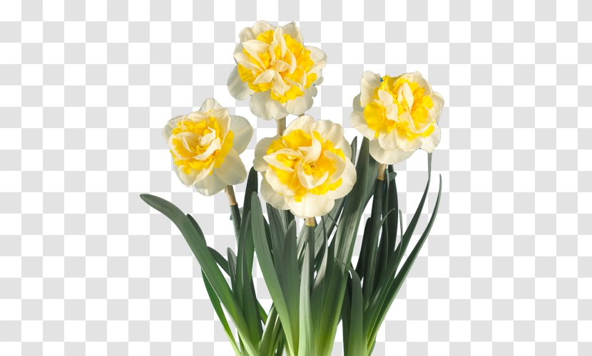 Daffodil Fa. Bisschops Cut Flowers Plant - Stem - Flower Transparent PNG