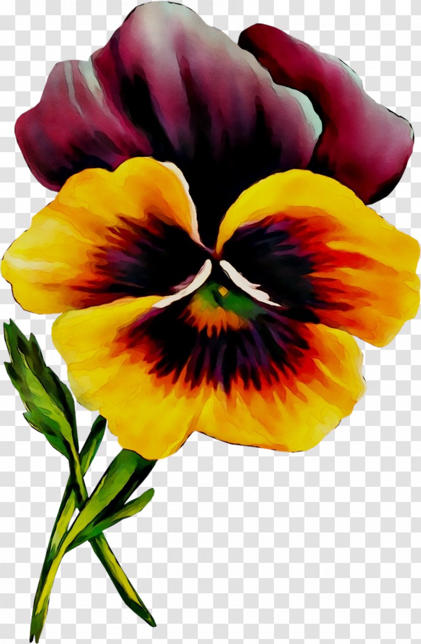 Pansy Clip Art Image Openclipart Free Content - Annual Plant - Flower Transparent PNG