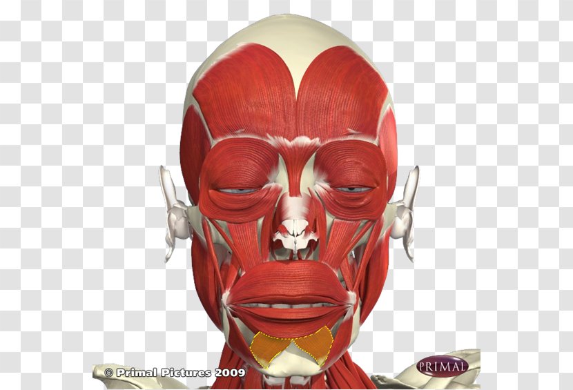 The Anatomy Lesson Of Dr. Nicolaes Tulp Botulinum Toxin Facial Muscles - Muscle Transparent PNG