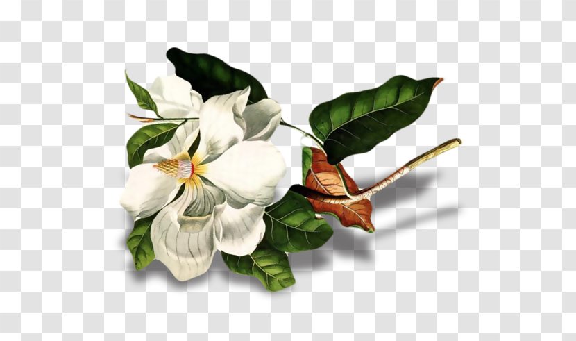 Cut Flowers Art Flowering Plant Magnolia - Sincerely Shawn Florist Transparent PNG