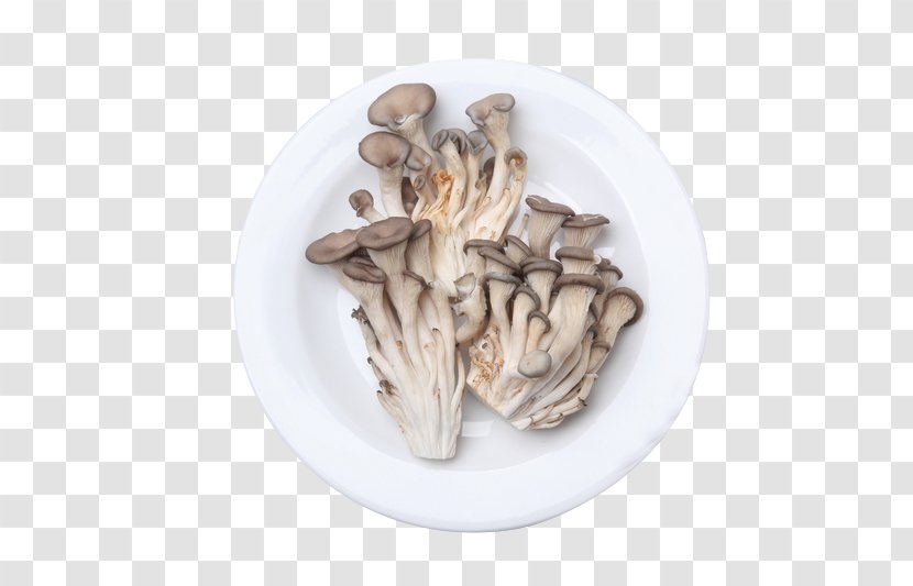 Bokkeum Mushroom Shiitake Ingredient - Flower - Fresh Transparent PNG