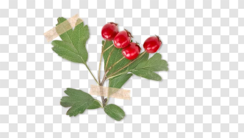 Crataegus Laevigata Rose Hip Berry Herb Thorns, Spines, And Prickles - Lemon Balm Transparent PNG