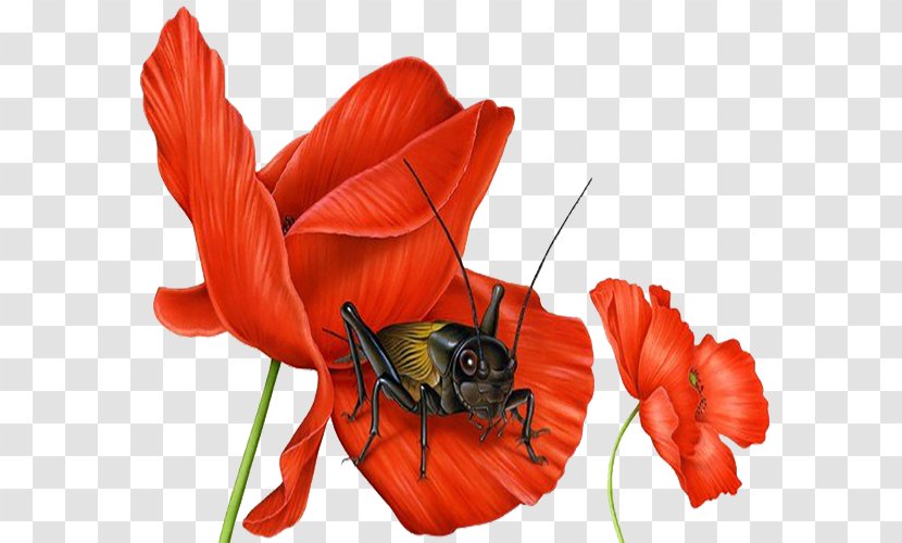 Thats Creepy! Big Book Of Bugs The National Zoo And Conservation Biology Institute What Is A Reptile? Explorers: Whales Dolphins - Author - Red Flower Cricket Illustration Transparent PNG