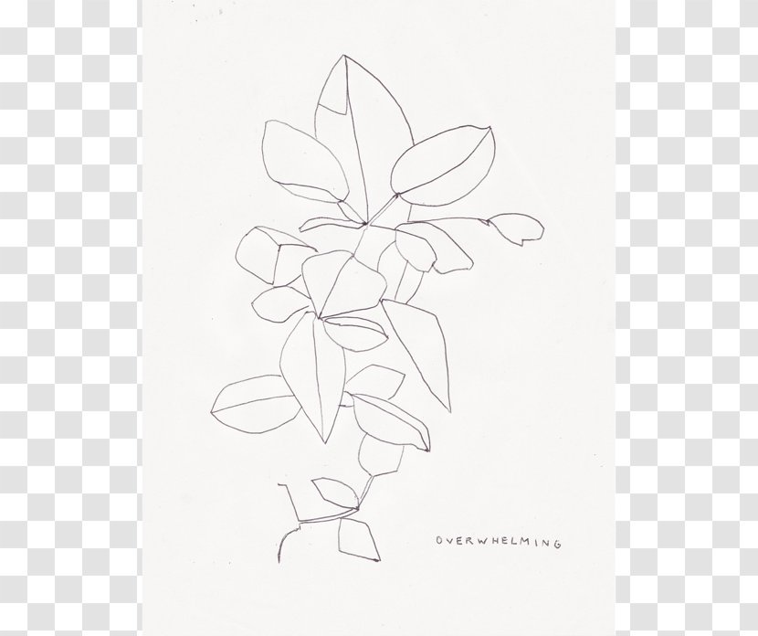 Petal Visual Arts The Sketch - Plant - Drawing Ingredients Transparent PNG