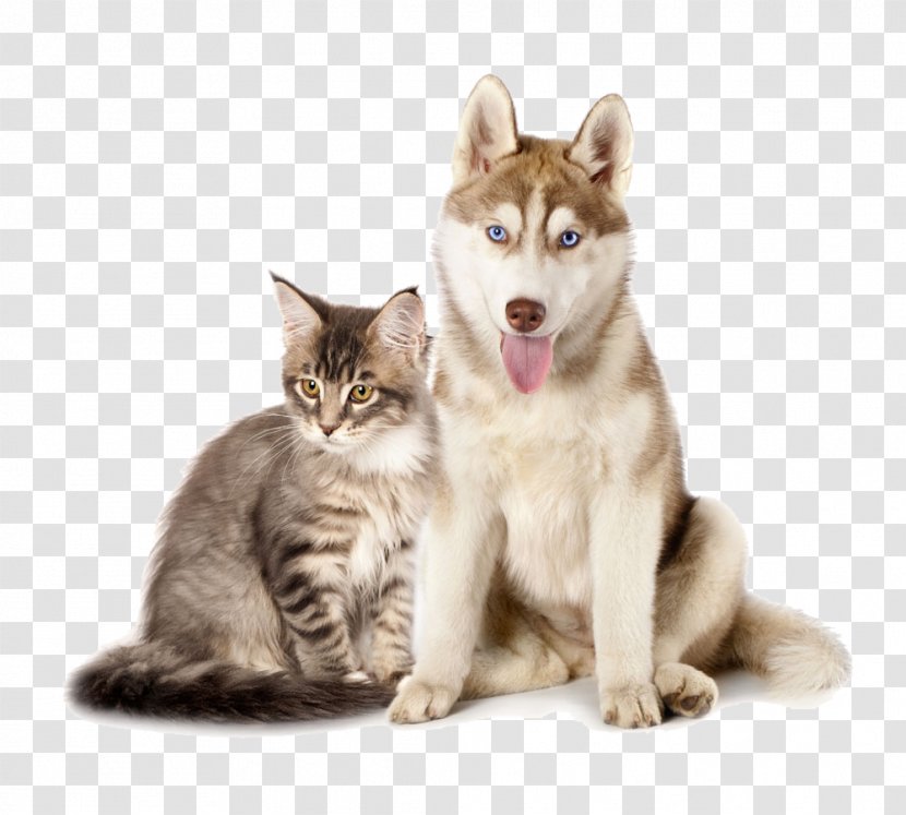 Siberian Husky Maine Coon Kitten Puppy Dogu2013cat Relationship - Cat Like Mammal - Cats And Dogs Together Transparent PNG