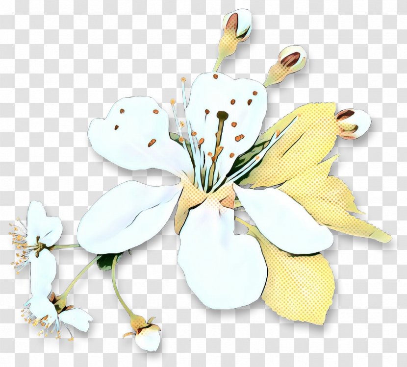 Cherry Blossom - Flower - Cut Flowers Transparent PNG