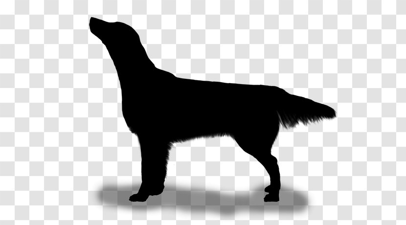 Flat-coated Retriever Labrador Dog Breed Puppy - Snout - Tail Transparent PNG