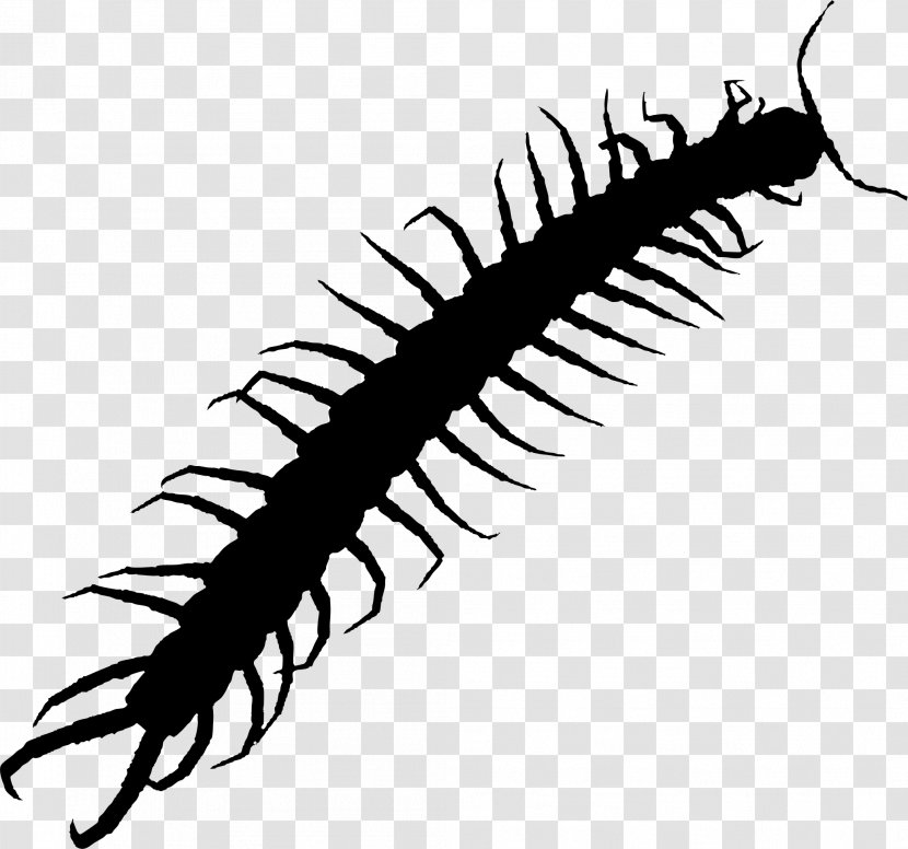 Centipedes Bass Pro Shops Hellgrammite Brush Florence Worm - Eye - Myriapoda Transparent PNG