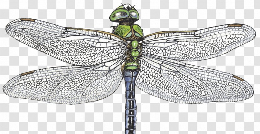 Emperor Dragonfly Pterygota Net-winged Insects Longtemps - Arthropod - Gossip Slander Transparent PNG