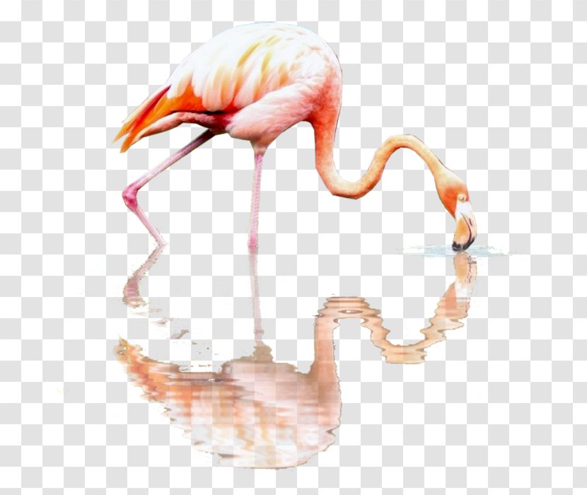 Flamingos RGB Color Model Beak Transparent PNG