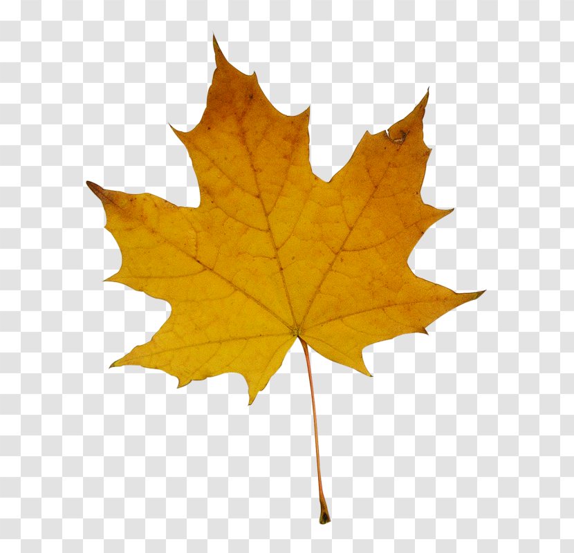 Stock Photography Maple Leaf Fotosearch Transparent PNG