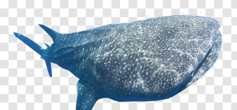 Whale Shark Dolphin Porpoise Cetacea - Sei - Blue Transparent PNG