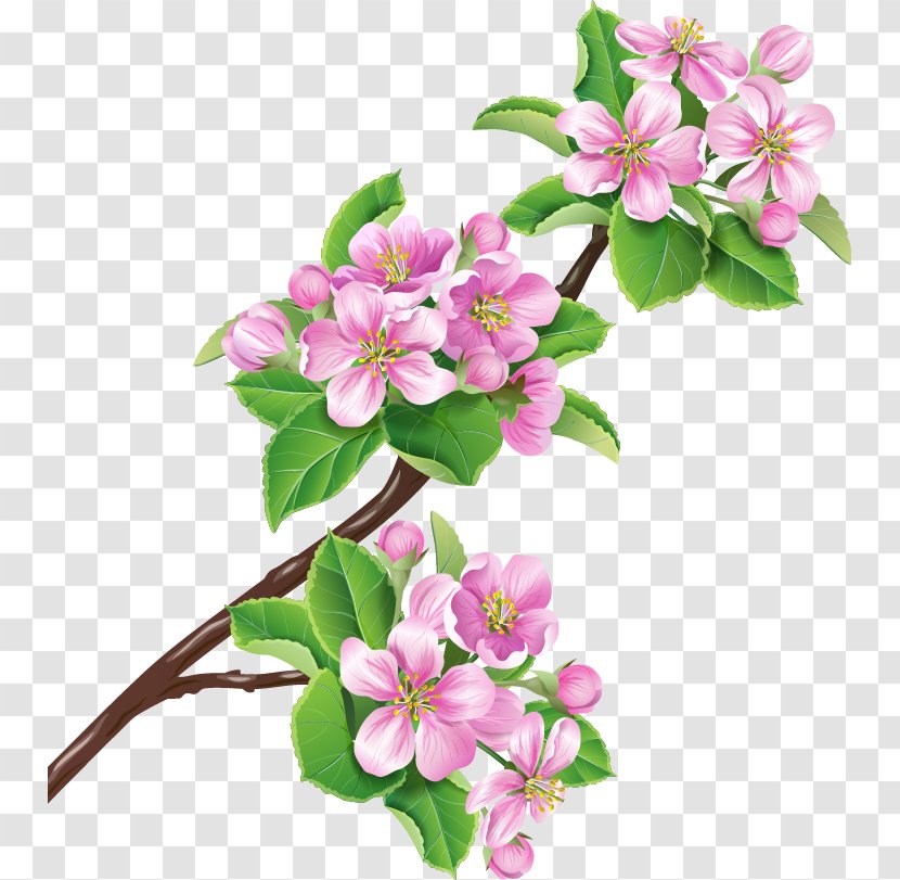 Flower Branch Blossom Stock Illustration - Floristry - Cherry Blossoms Transparent PNG