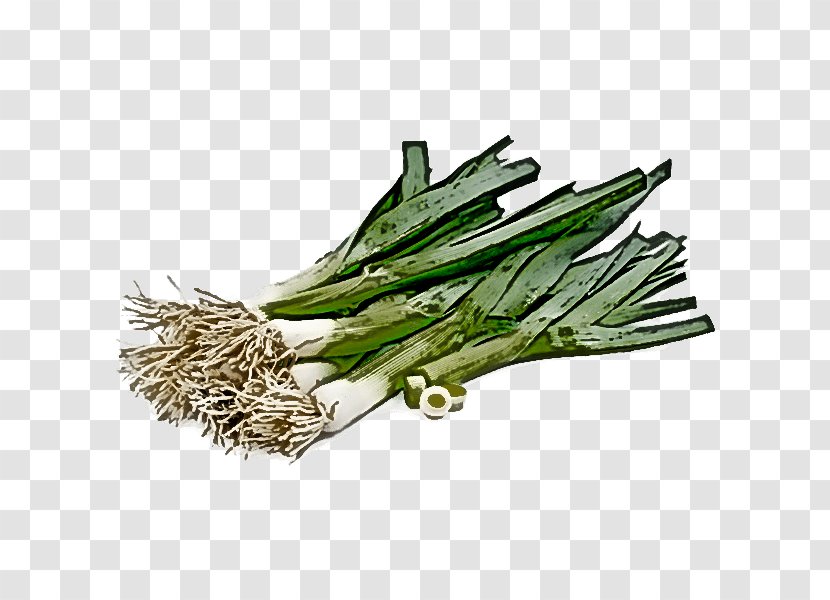 Vegetable Plant Calçot Leek Welsh Onion - Allium - Grass Transparent PNG