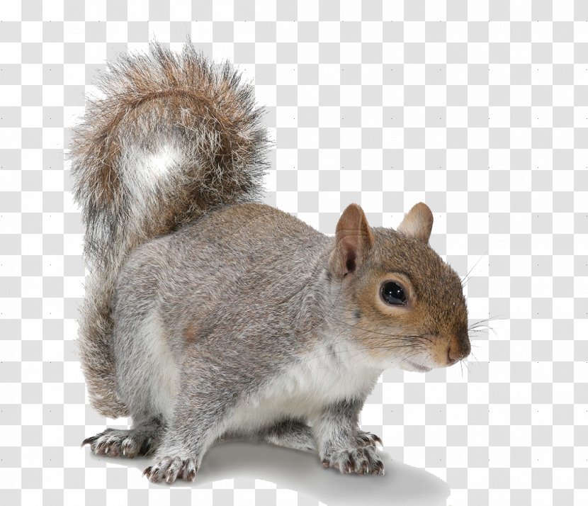 Douglas Squirrel Rodent American Red Eastern Gray - Pine - Transparent Images Transparent PNG