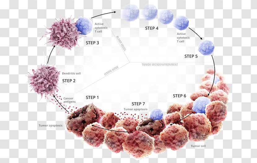 Cancer Immunotherapy Immune System PD-L1 Transparent PNG