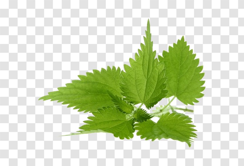 Common Nettle Extract Image Dioecy Photography - Mint Leaf Transparent PNG