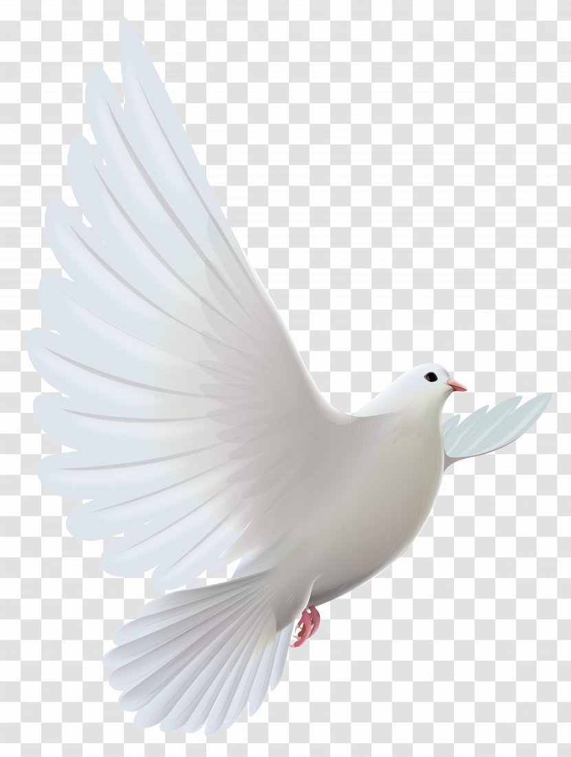 Pigeons And Doves Bird Prayer Clip Art - Photoscape - White Dove Transparent Clipart Transparent PNG