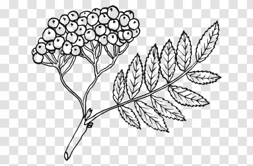 Coloring Book Line Art Leaf Rowan Drawing - Plants Transparent PNG