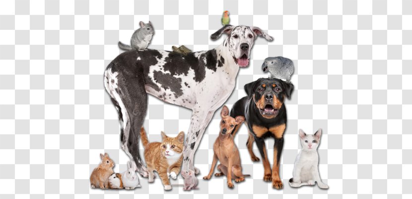 Pet Sitting Dog Cat Veterinarian - Breed Transparent PNG