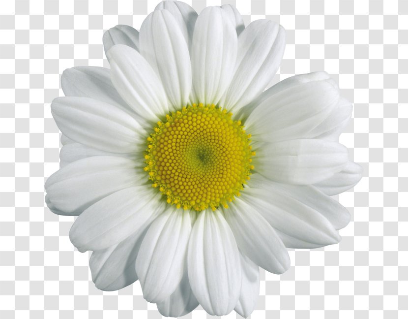 Chamomile Clip Art - Yellow - Chrysanthemum Transparent PNG