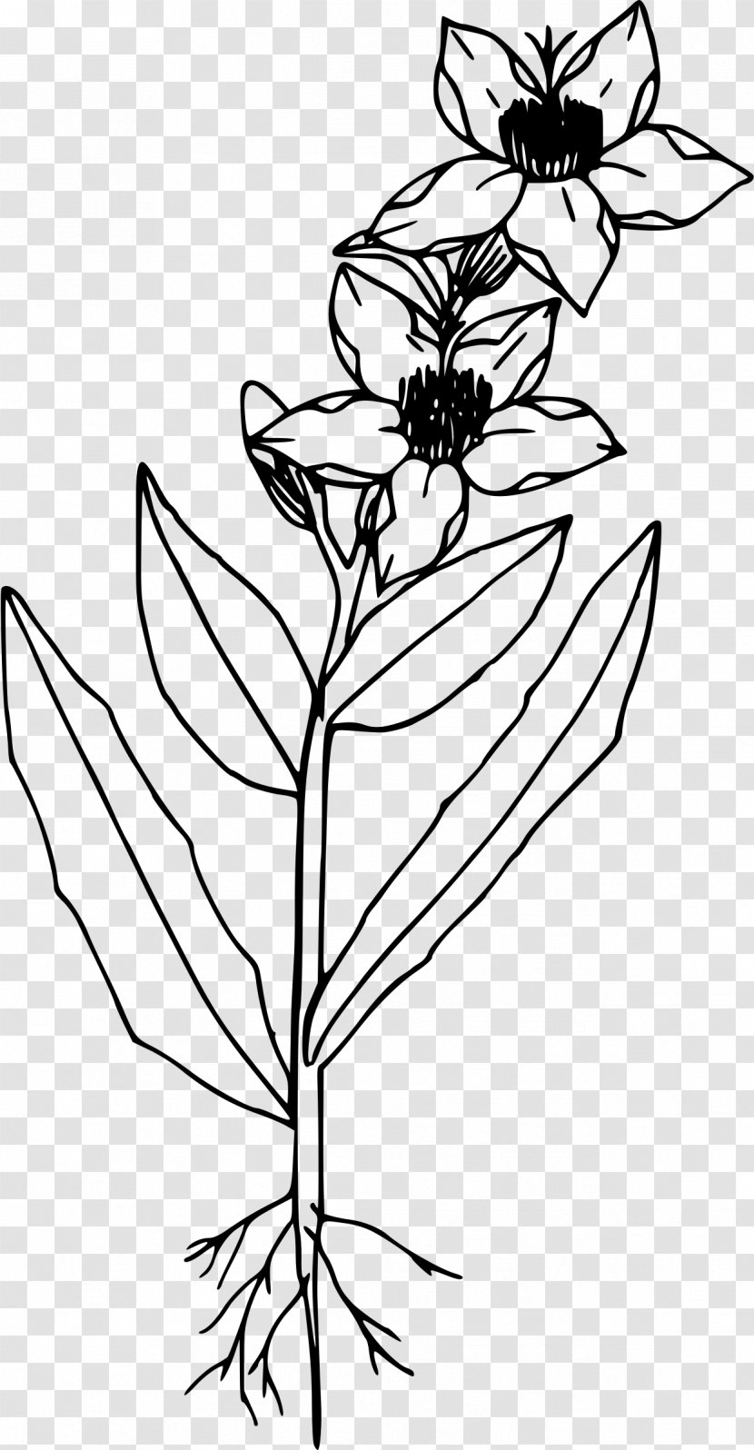 Line Art Drawing Clip - Flowering Plant - Blazing With Color Transparent PNG