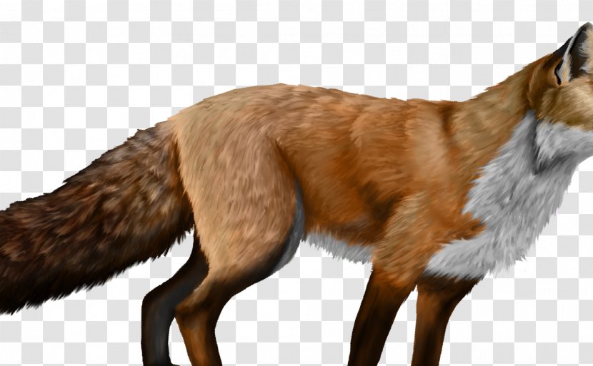 Red Fox Dog Canidae Fur Transparent PNG