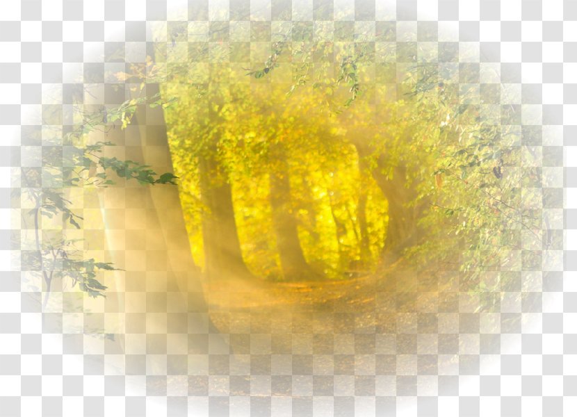 Desktop Wallpaper Enchanted Forest YouTube - Tree Transparent PNG