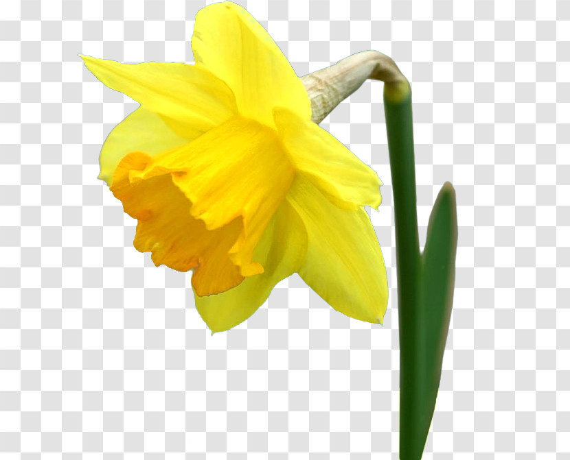 Flower Yellow Petal Narcissus Plant Transparent PNG