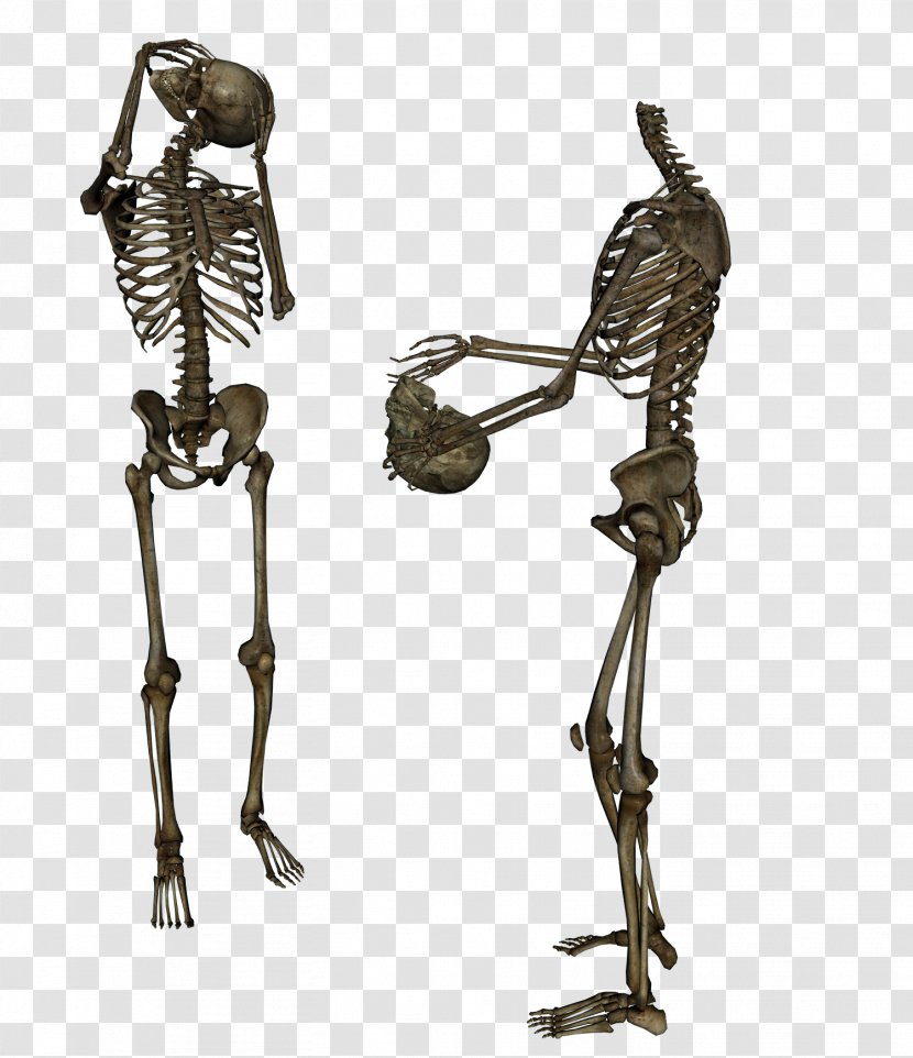 Human Skeleton Skull - Transparency And Translucency - Head Trade Transparent PNG